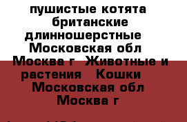 пушистые котята. британские длинношерстные. - Московская обл., Москва г. Животные и растения » Кошки   . Московская обл.,Москва г.